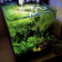 fish-tank-with-no-water