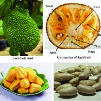 parts-of-a-jackfruit