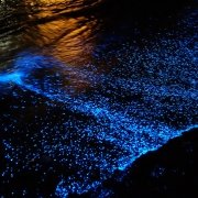 St. Croix Bioluminescent Bay