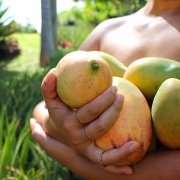 St. Croix Caribbean Fruit Part II