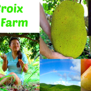 St. Croix Tropical Fruit Farm